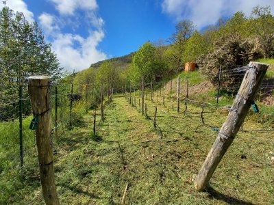 la vigna "Cabernet Cortis"