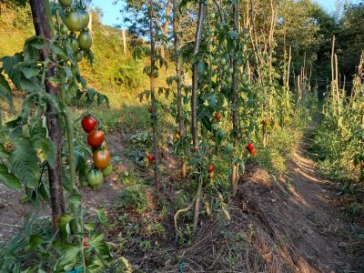 I pomodori quando vengono