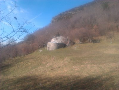 Faggio Rotondo
