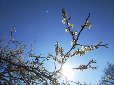 primavere