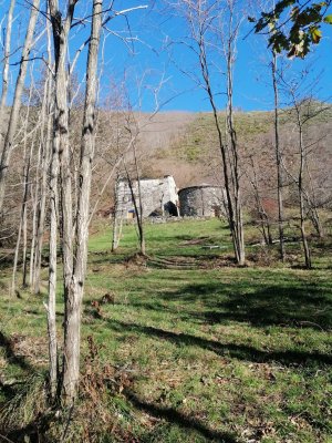 dal bosco di acacie