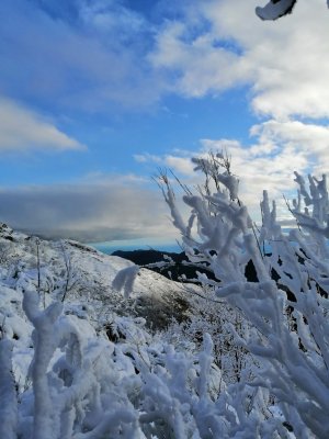 neve