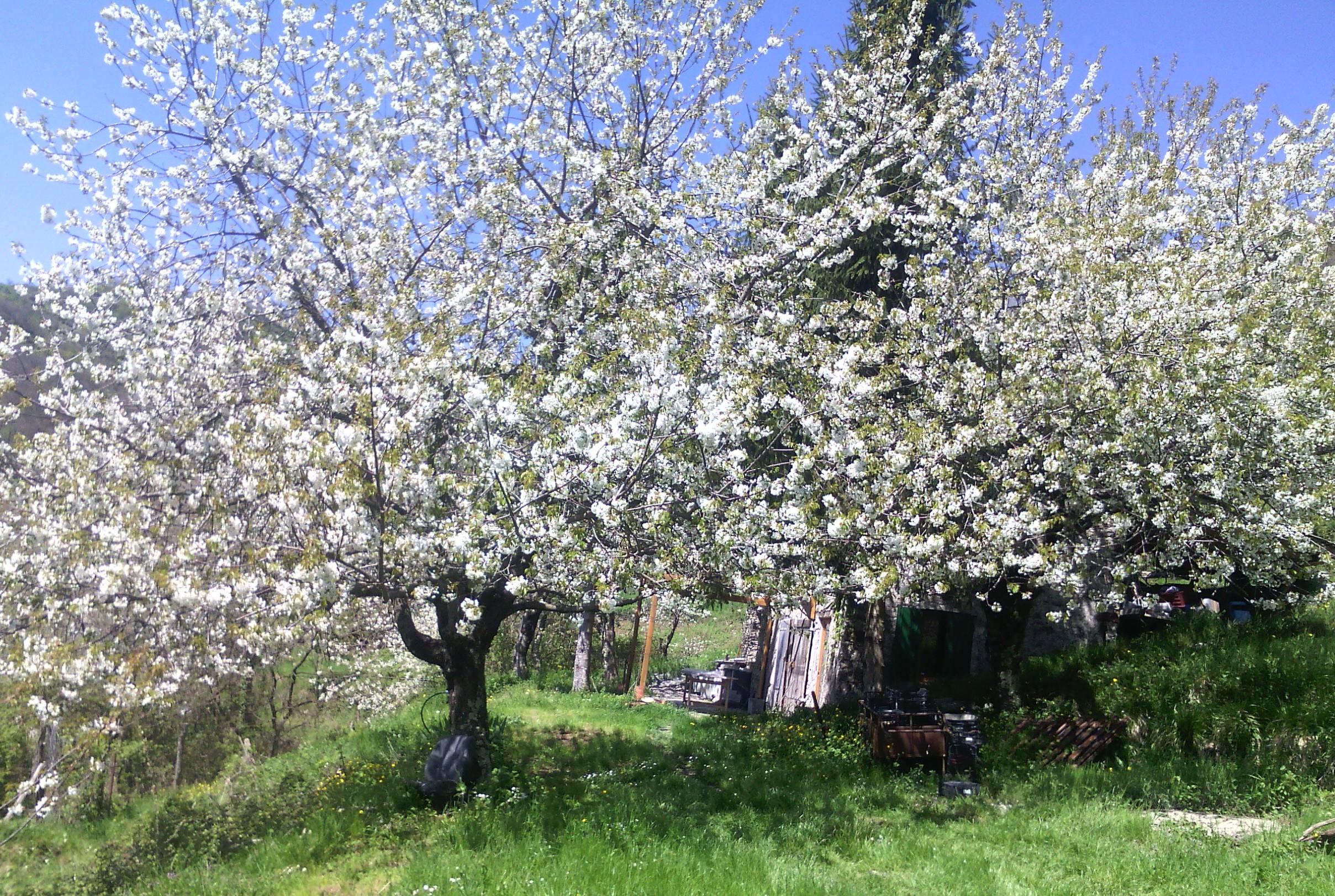 Kirschb&auml;ume.jpg