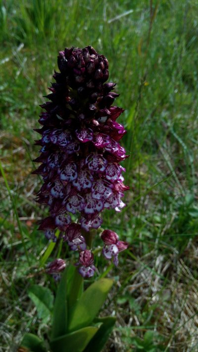 Orchidea selvagia