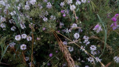 Fiore selvatiche