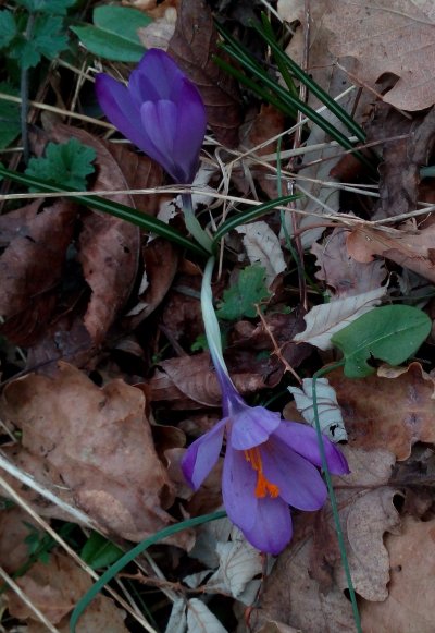 Crocus